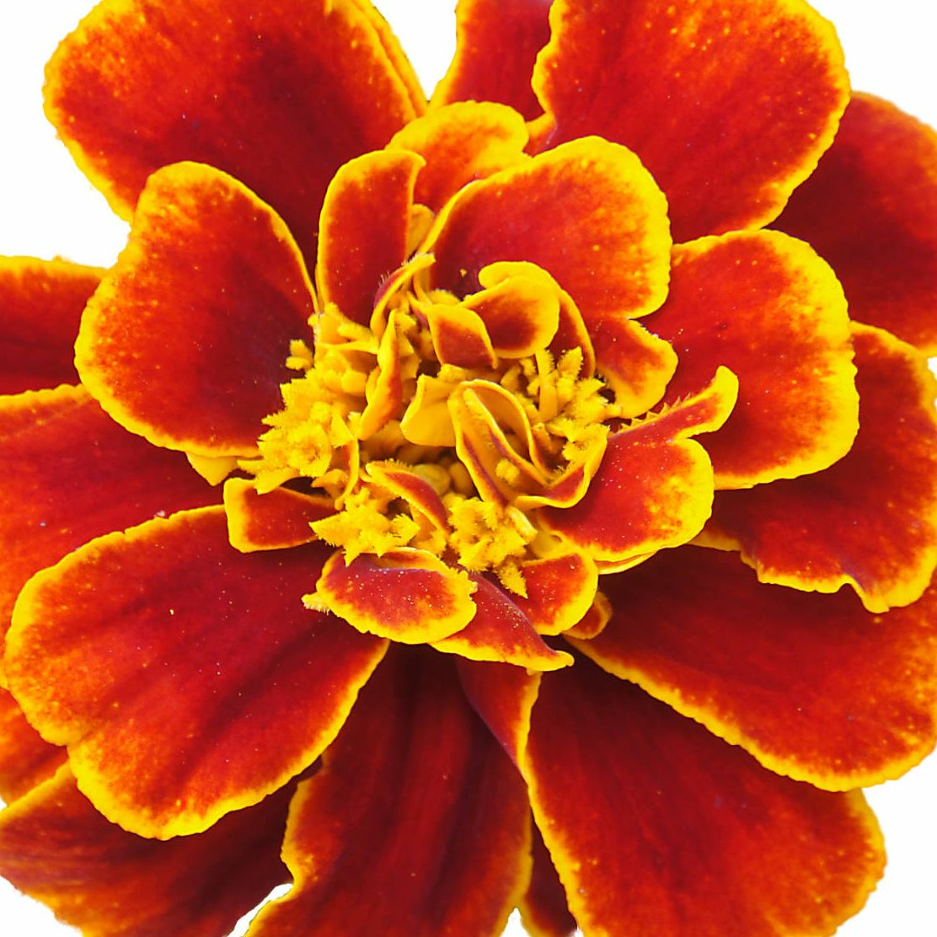Wünstenblume episode artwork