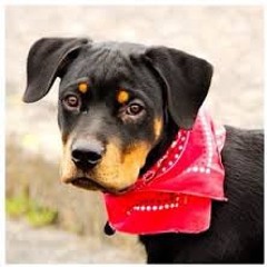 Yungkaz - All Bark No Bite