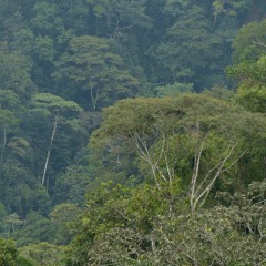 A quiet morning in Ecuadorian Amazonia