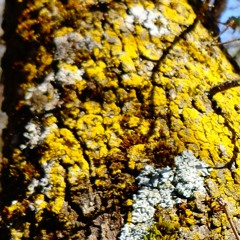 LUNALIA 2.5.16 - Xavier Dubois - Maja Jantar