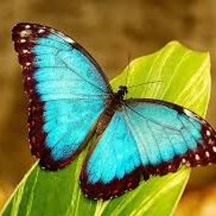 Butterfly People ~ Walk in Beauty *