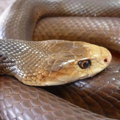 David VC-Taipan