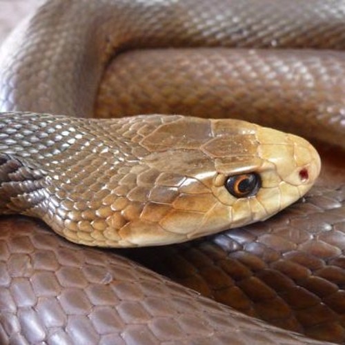 David VC-Taipan