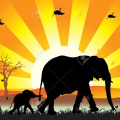 Walk With The Elephants