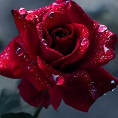 A Few of My Favorite Things