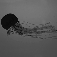 Phylum Cnidaria