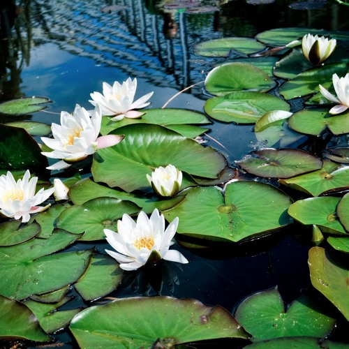 King of Aspiration Prayers – Aspiration to Good Conduct