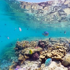 Summer's Underwater Realm