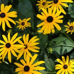 Same Old Thing by Rachelle Martin