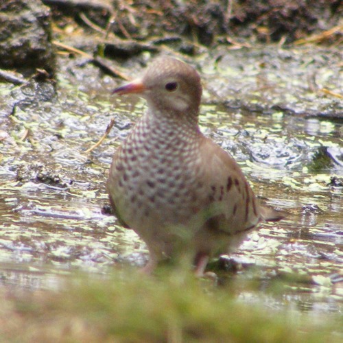 Reinier Zonneveld - Broken Sawtooth