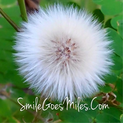 詹雅雯 - -無名花