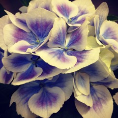 Let It Blow (Original)- Leja Marija