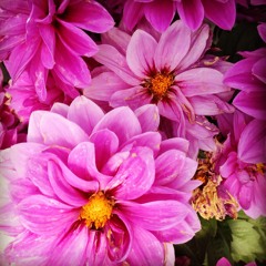 Is You Is or Is You Ain't My Baby - Louis Jordan cover - Leja Marija