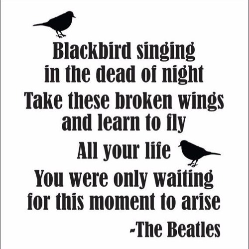 Blackbird