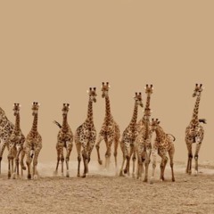 Giraffe Stampede