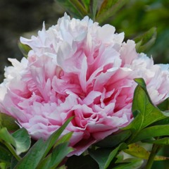 Memorial (clean cut)