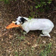 ninjago turbles - DARUDE SANDSTORMED