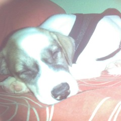 Moon song (Karen O cover)