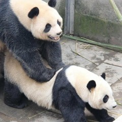 Grand Theft Panda