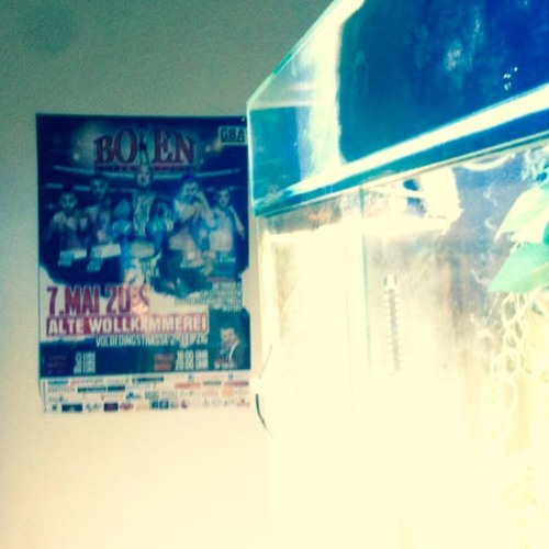 What Keep Salamanders Alive? (#029)