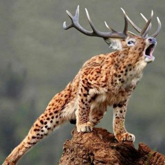 DistractAir - TR-33N - CALL TO THE WILD 25.5.2016