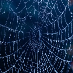 Cobwebs In The Corner