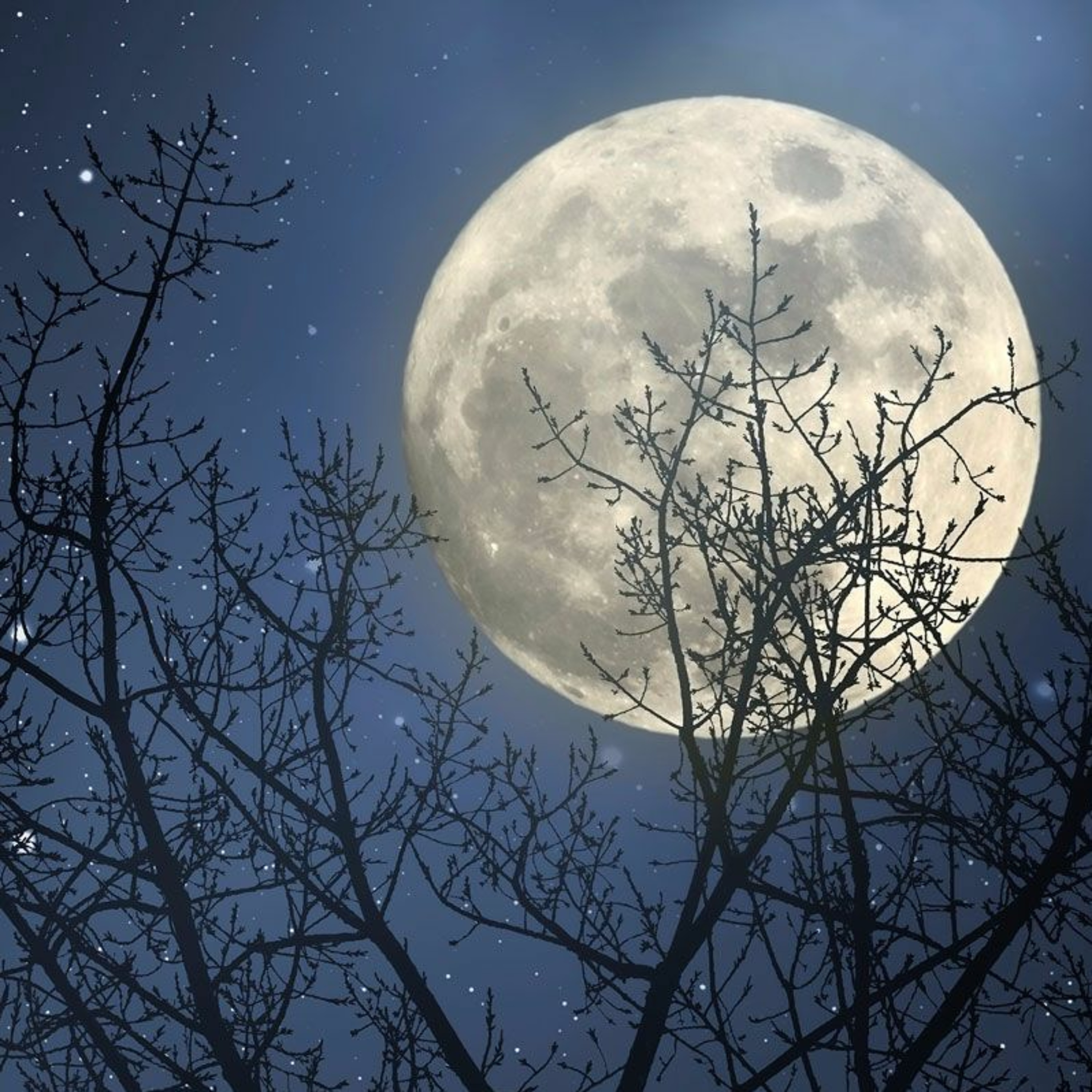 This week I learned that trees sleep at night, and more episode artwork