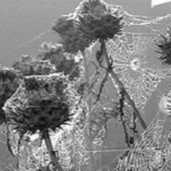 Dead Flowers