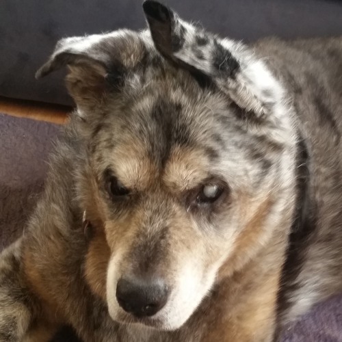 Meet Dingerang (Instrumental)