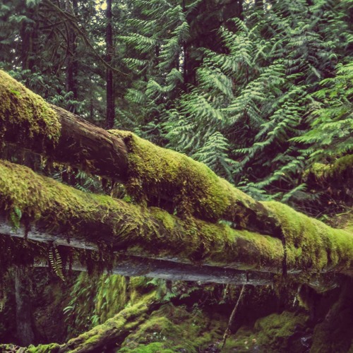 The Emerald Forest