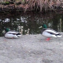 Bassline And Chill By Christian W - Dobrowolski