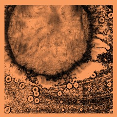 Richard Scott - Several Circles (CUSP003)