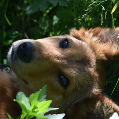 Sukoon (Bad voice Demo)