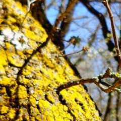 LUNALIA 20.5.16 - Xavier Dubois - Maja Jantar