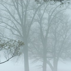 Bonny - Prefab Sprout Cover