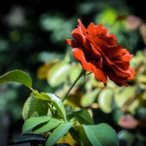 دعاء مؤثر لشيخ عبد الرشيد علي صوفي