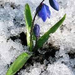 Чайковский - Времена Года Апрель Подснежник Tchaikovsky - The Seasons April