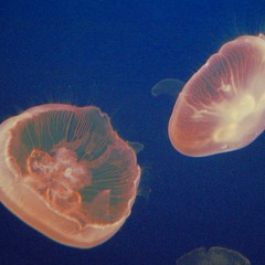 jellyfish [lofi.hiphop 004]