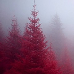 Richard Meets A Wolf