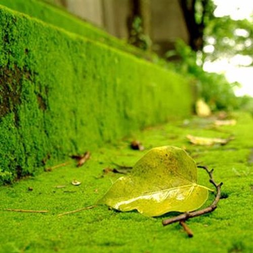 Rong Rêu