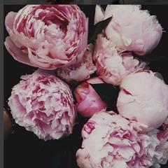 Brain (+ Medasin & Goose)