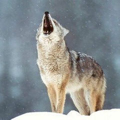 SWEETNESS  " DANCE AVEC LES LOUPS "