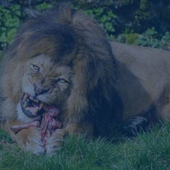 5/27 Blogcast: Savagery/Roasting as Marketing