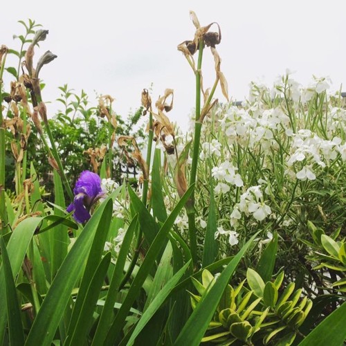  KUROHATO Japanese Folk Song From Aogashima Island By LUCA Free Listening On 