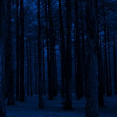The fireflies twinkle like stars between the trees.