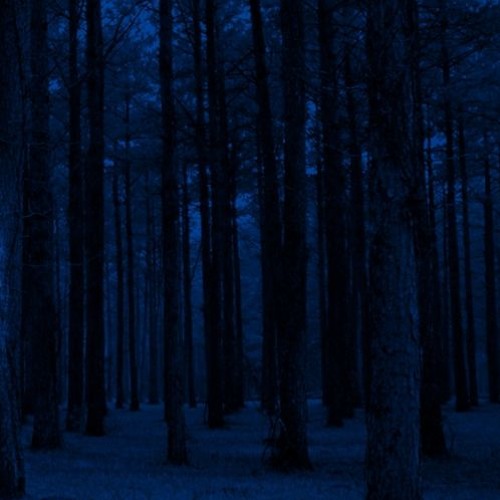 The fireflies twinkle like stars between the trees.
