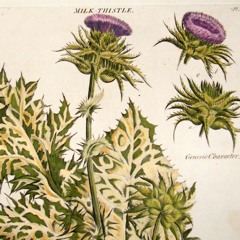 Milk Thistle (Conor Oberst Cover)