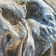 Dicke Haut Weicher Kern