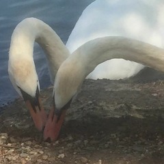 embrace.