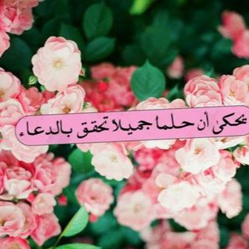 الشيخ محمود الشحات أنور